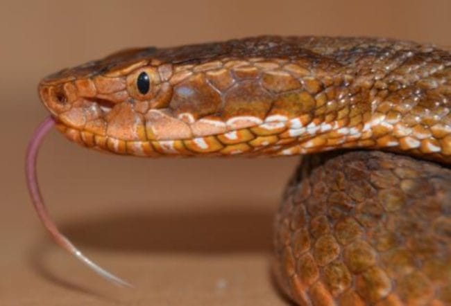 himalayan rare snakes in uttarakhand.