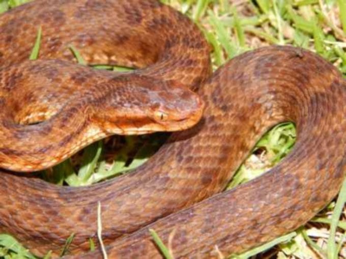 himalayan rare snakes in uttarakhand.