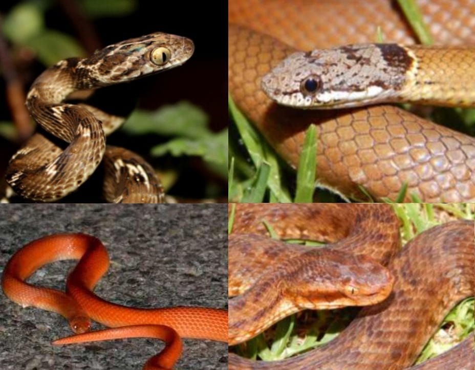 himalayan rare snakes in uttarakhand.