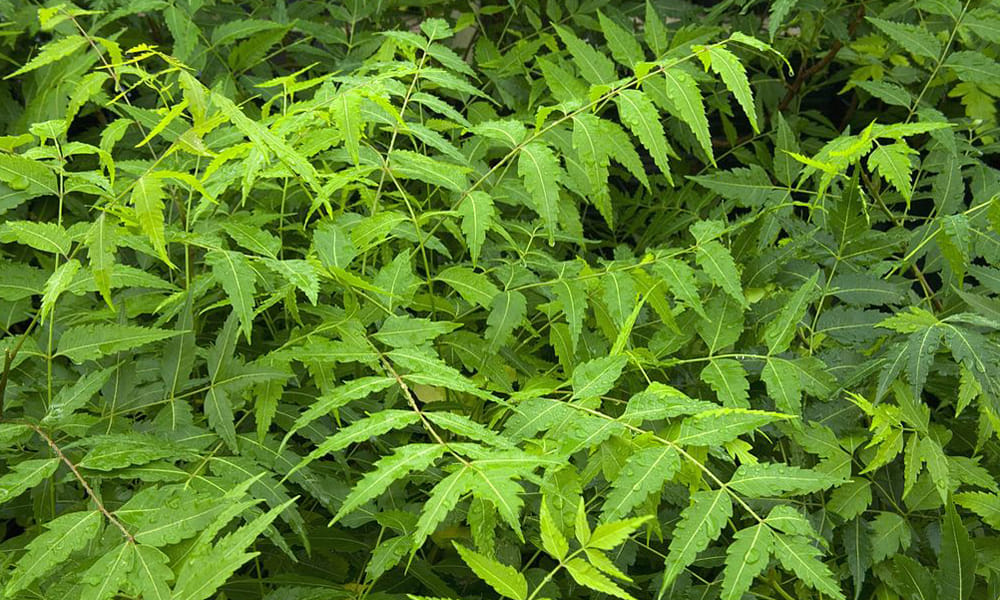 Home Remedies For Private Part Itching
