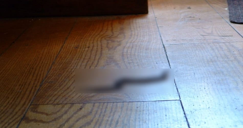 Chandigarh, Sector -39, JE municipal waterworks, Snake in house