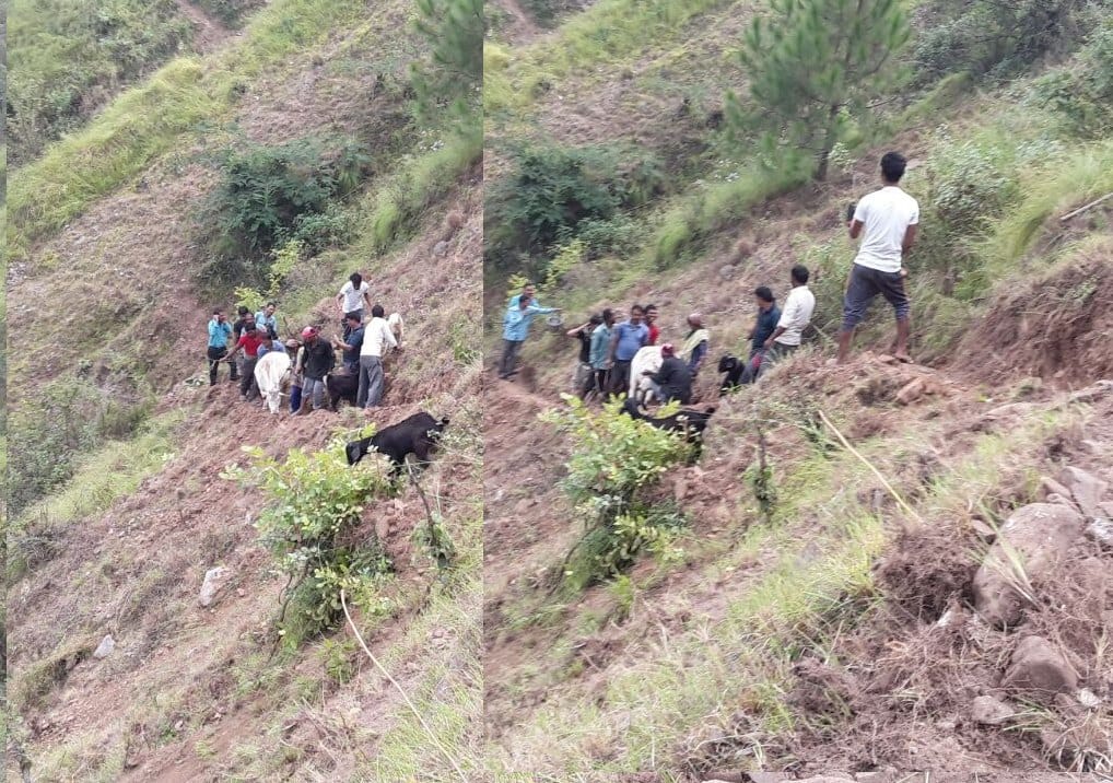 villagers save cow fallen in gorge.