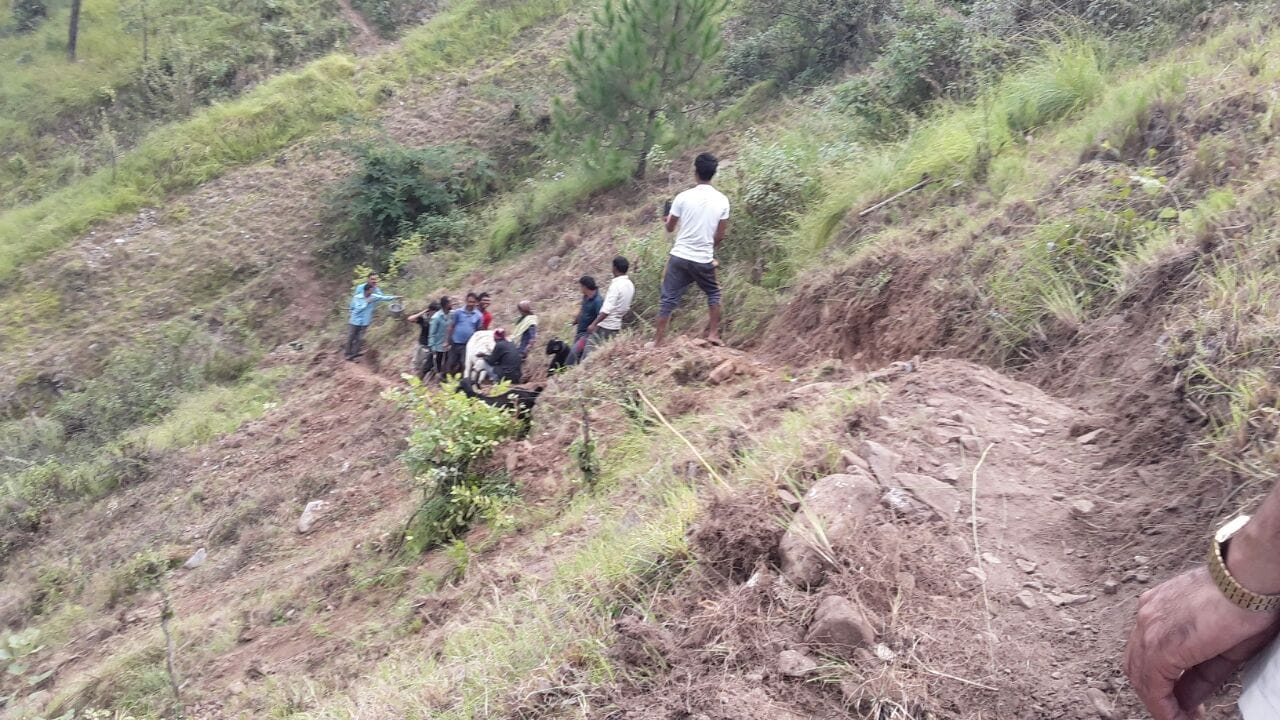 villagers save cow fallen in gorge.
