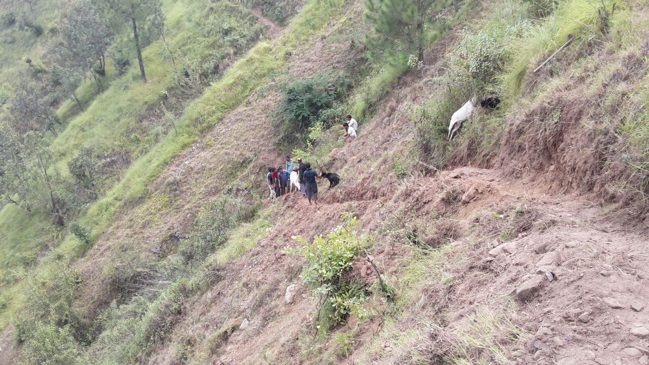 villagers save cow fallen in gorge.