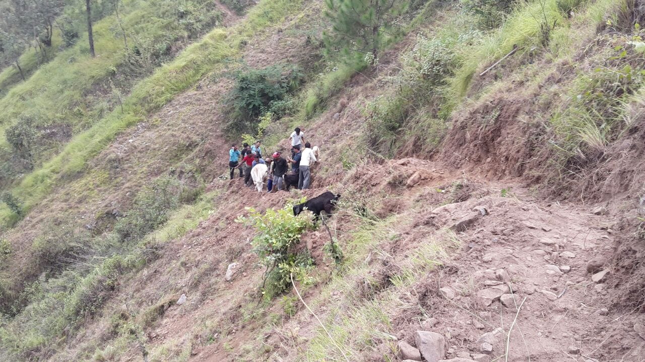villagers save cow fallen in gorge.