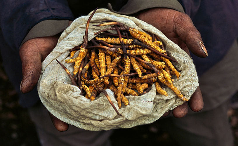 The world's most expensive medical fungus Yarsagumba