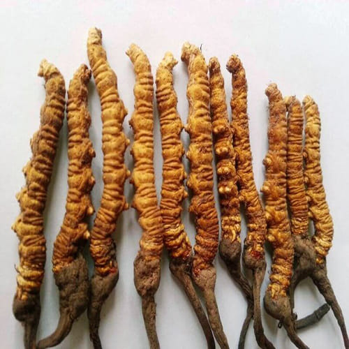 The world's most expensive medical fungus Yarsagumba