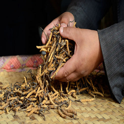 The world's most expensive medical fungus Yarsagumba