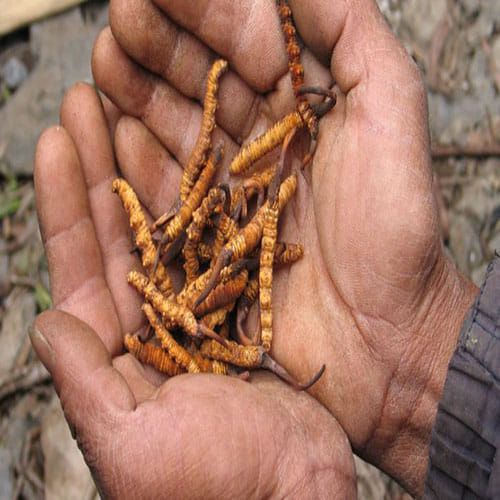 The world's most expensive medical fungus Yarsagumba