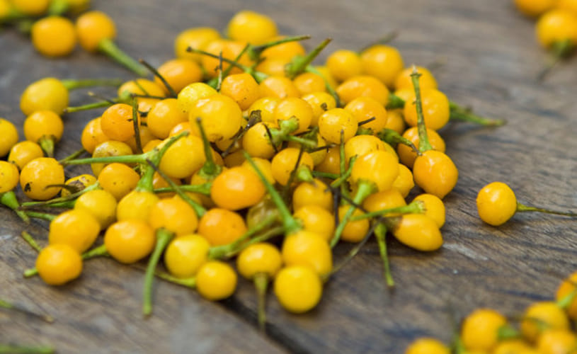 World's Most Expensive Chilli Peppers