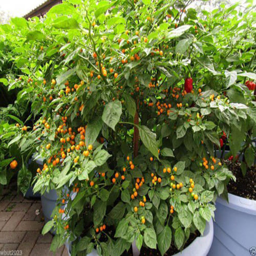 World's Most Expensive Chilli Peppers
