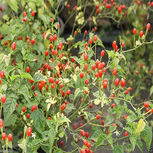 World's Most Expensive Chilli Peppers