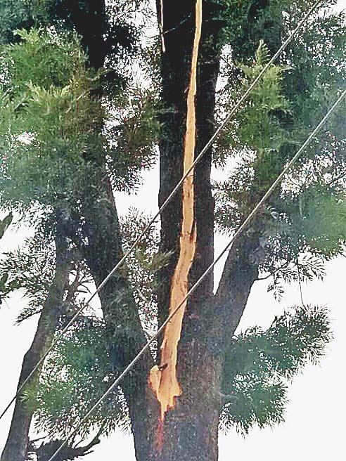 Lightning struck the tree