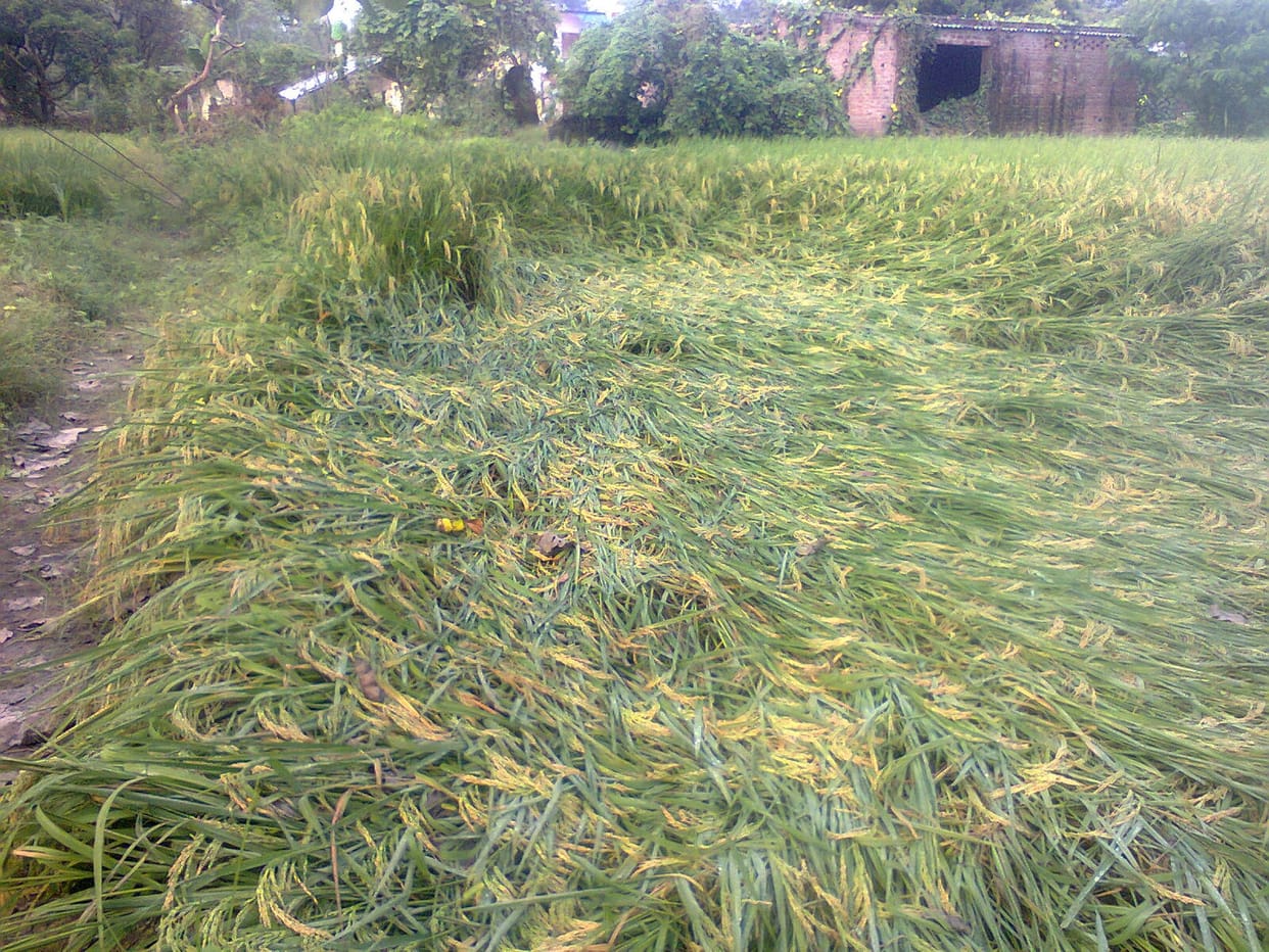 Jammu and Kashmir: Paddy crop on one lakh hectare land completely destroyed due to hailstorm