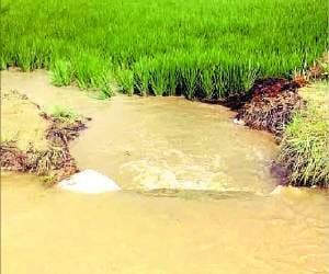 Canal cut, submerged hundreds of acres of crop