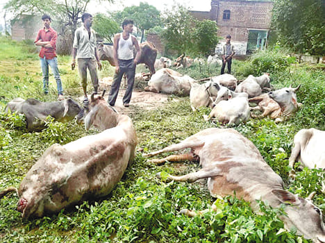 Caught 50 cows were being taken to Gokshi