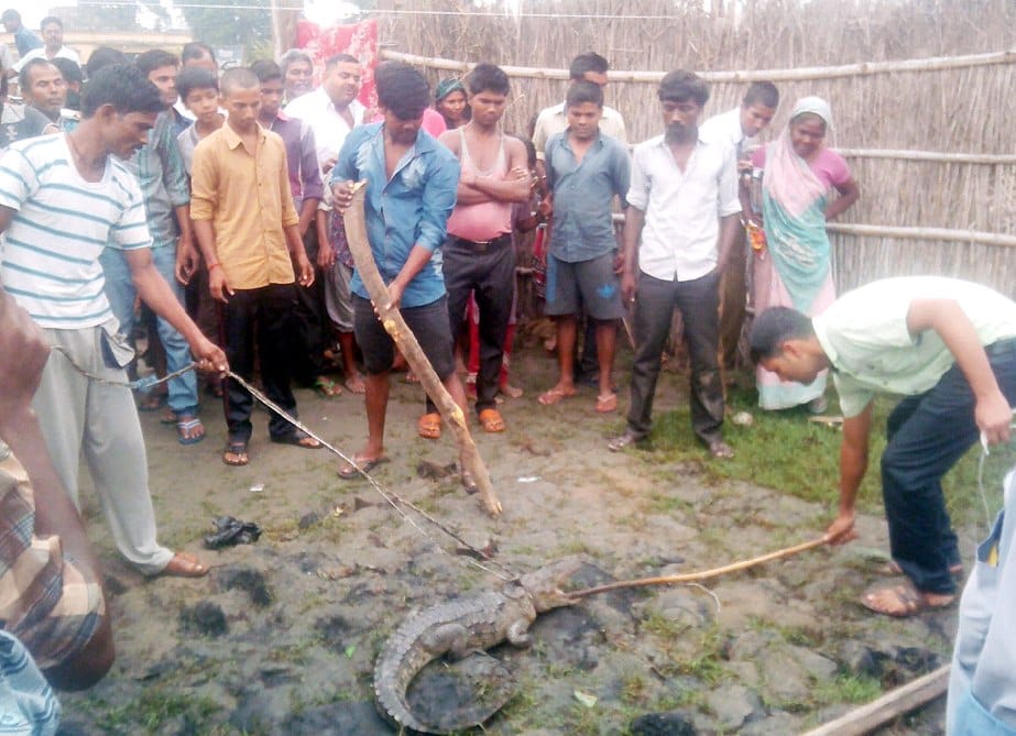 Tehra urban baby alligator rammed into a house