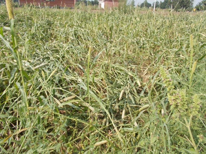 Devastation caused by cyclone