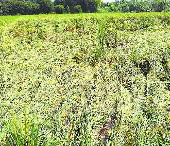 Paddy and sugarcane crop fall to the rain 