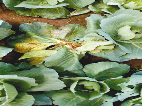 Cabbage crop blight disease was