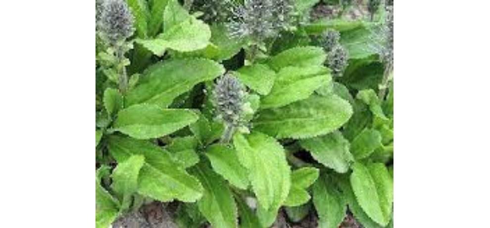 CSIR Palampur centre Medicine to fight against cancer and Liver diseases