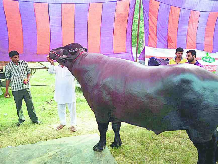agriculture fair