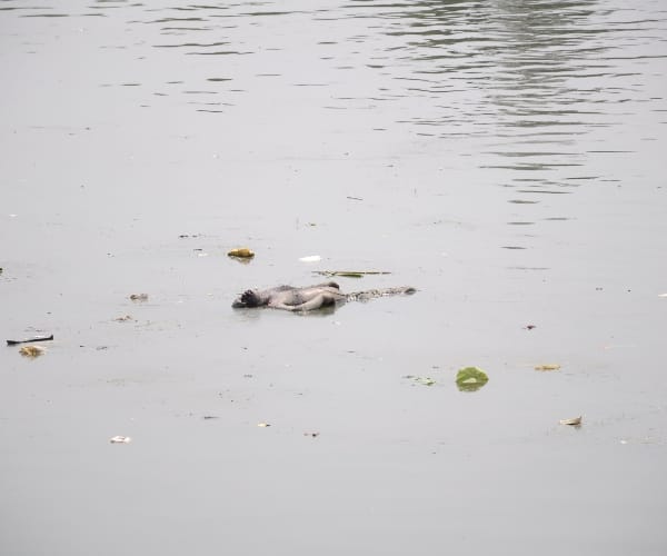 police found body in gomati river.
