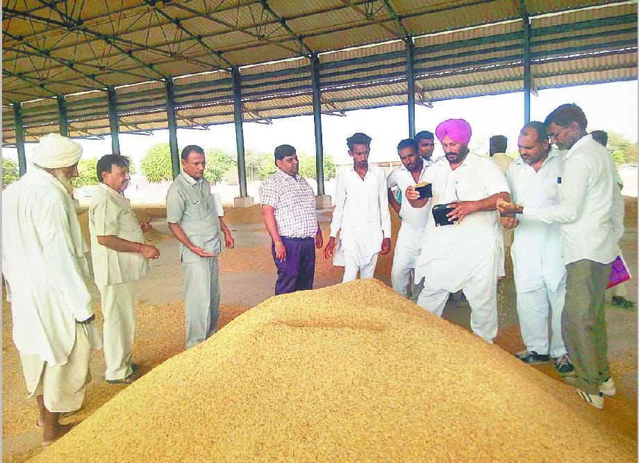 Rice purchase, Rice purchase in mandi, Rice purchase in Sirsa in mandi, Sirsa