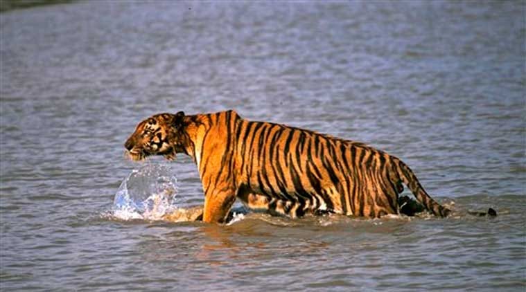 Royal Bengal Tiger, Sanjay Gandhi National Park, संजय गांधी नेशनल पार्क, बंगाल रायल टाइगर 