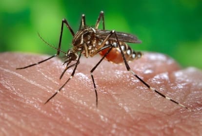 33 cases of dengue registered in jammu nad kashmir