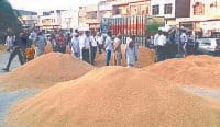 fatehabad, crop, mandi, not 22 percent, 18 percent were rejecet,  fatehabad,  harayana