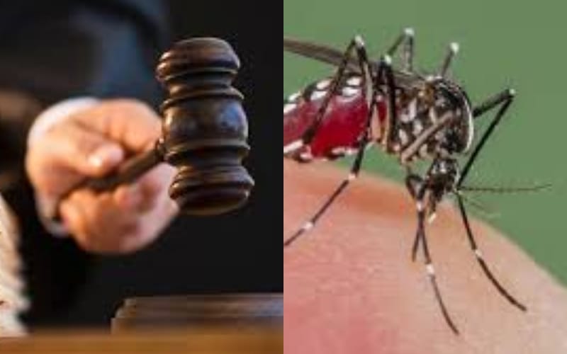 the high court scolds up government on dengue negligence
