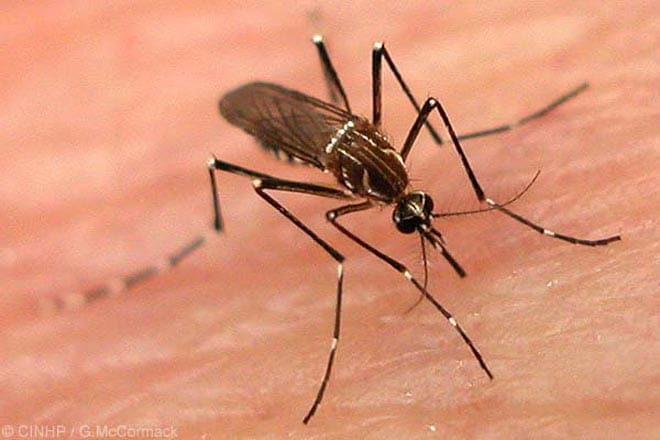 33 cases of dengue registered in jammu nad kashmir
