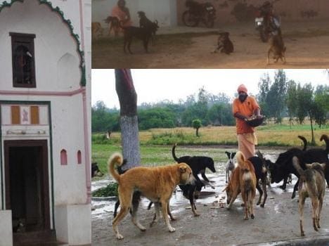 unique village of punjab, where people worship millionair dogs