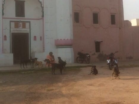 unique village of punjab, where people worship millionair dogs