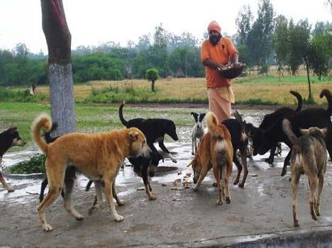 unique village of punjab, where people worship millionair dogs