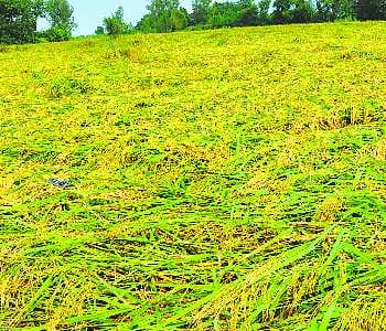 rice crop fell down to the rain