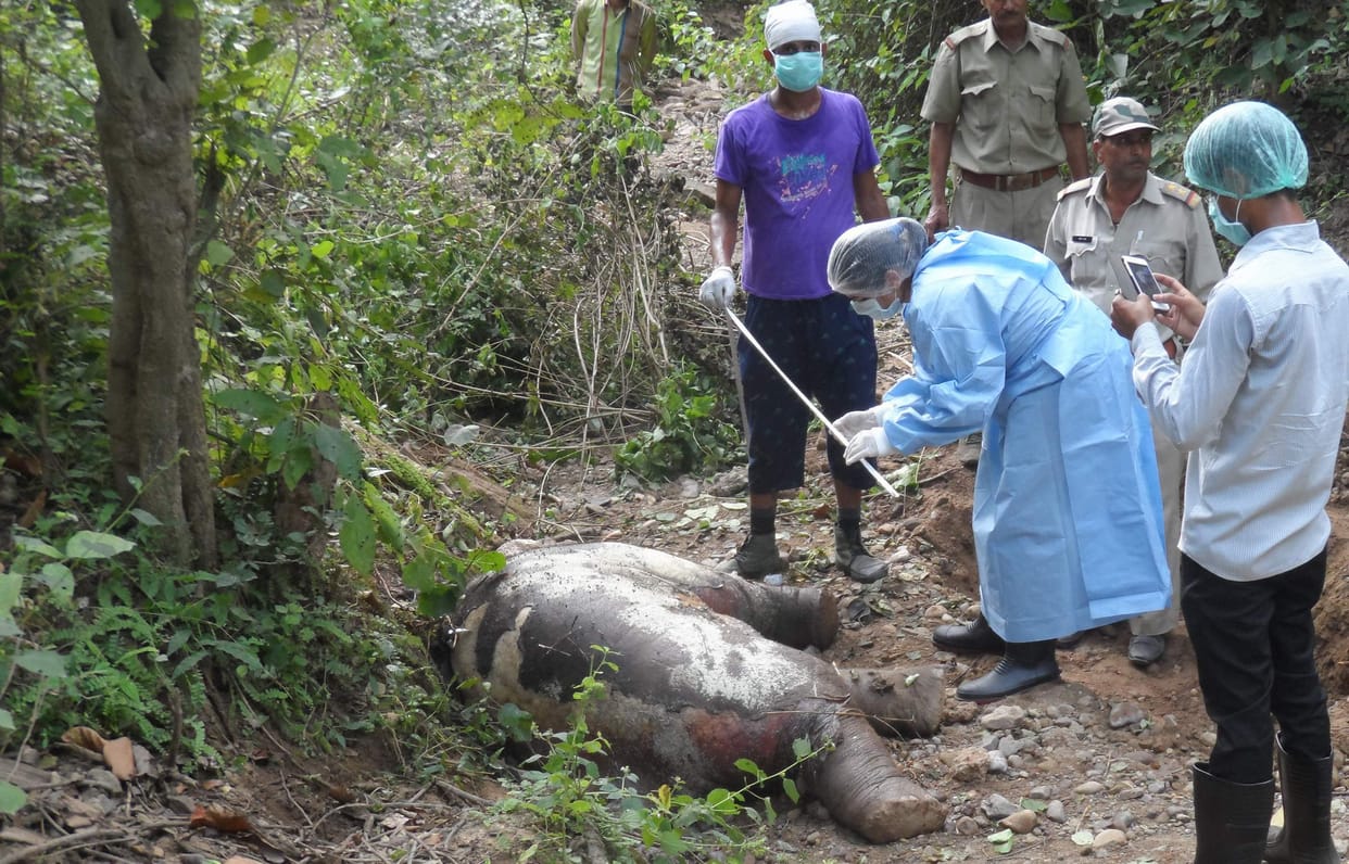 Found dead baby elephant