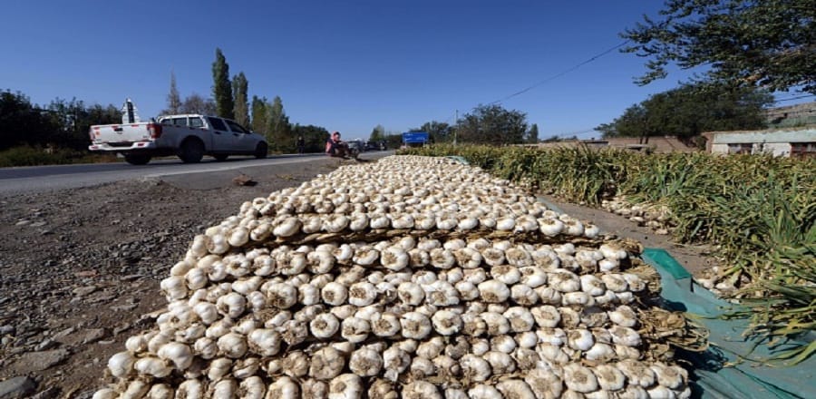 traders Announced will not buy Chinese garlic 