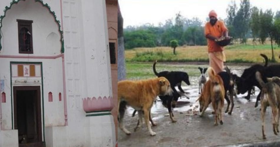unique village of punjab, where people worship millionair dogs