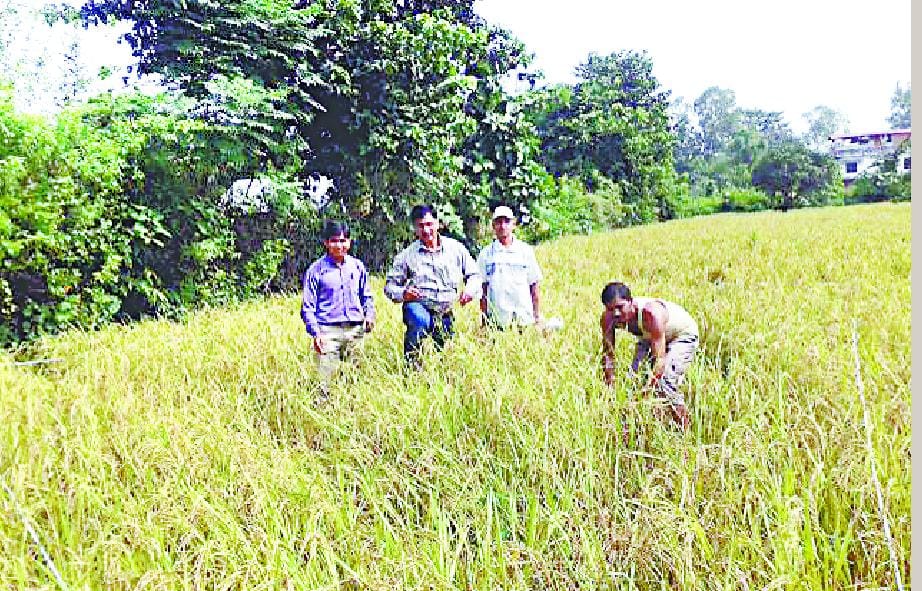 Paddy yield was 20 per cent