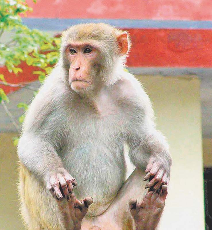 Now the team pick monkey Mathura