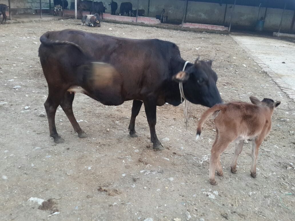 cow will birth only female calf in uttarakhand