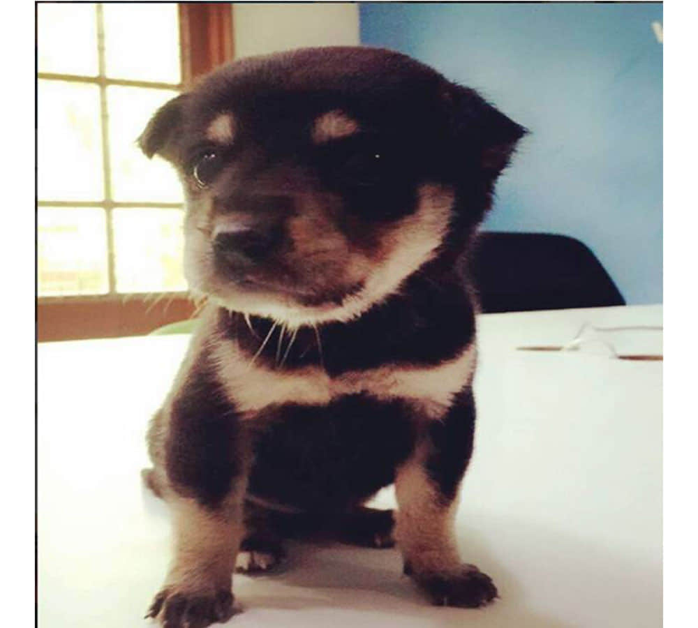 sunny leone share puppy video on instagram