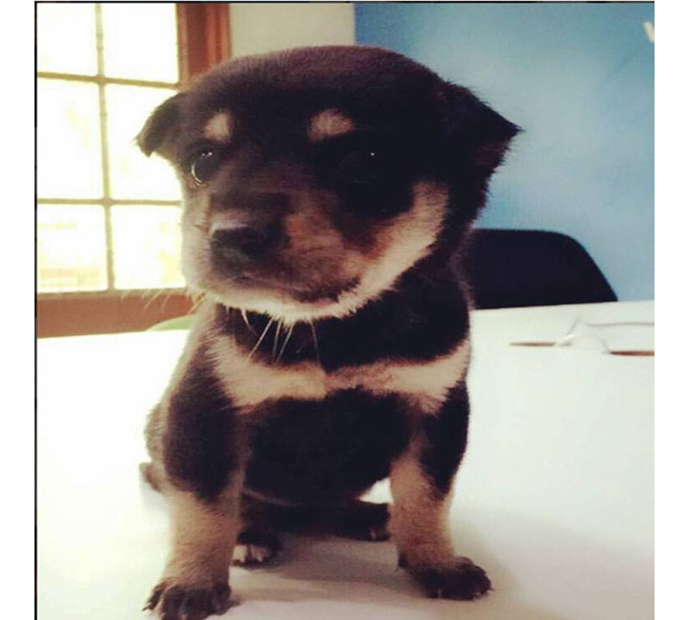 sunny leone share puppy video on instagram