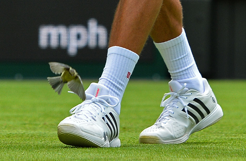 Wimbledon Match In Fixing Probe