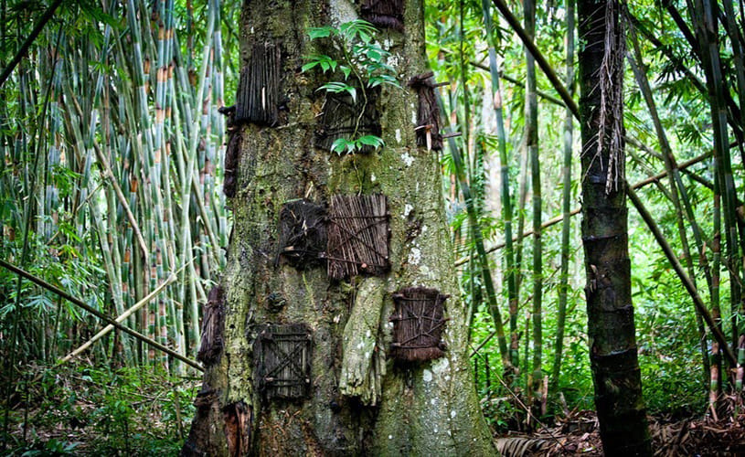 tree graves of Indonesia where dead babies are buried