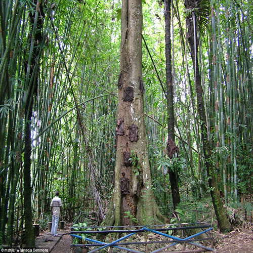 tree graves of Indonesia where dead babies are buried