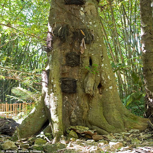 tree graves of Indonesia where dead babies are buried