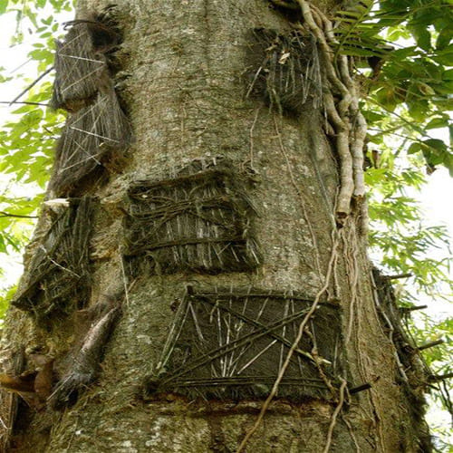tree graves of Indonesia where dead babies are buried